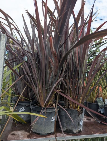 PHORMIUM