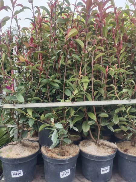 PHOTINIA-CARRE-ROUGE