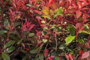 PHOTINIA CARRÉ ROUGE