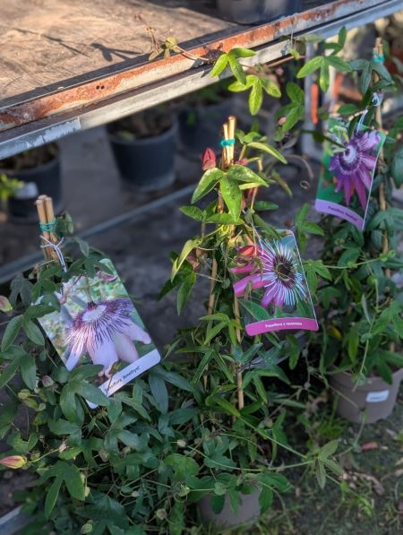 Passiflore Extra Passiflore Extra
