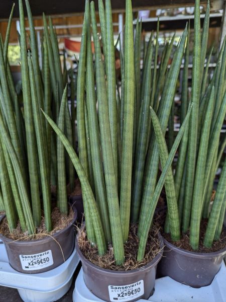 SANSERVERIA-STICKS SANSERVERIA-STICKS