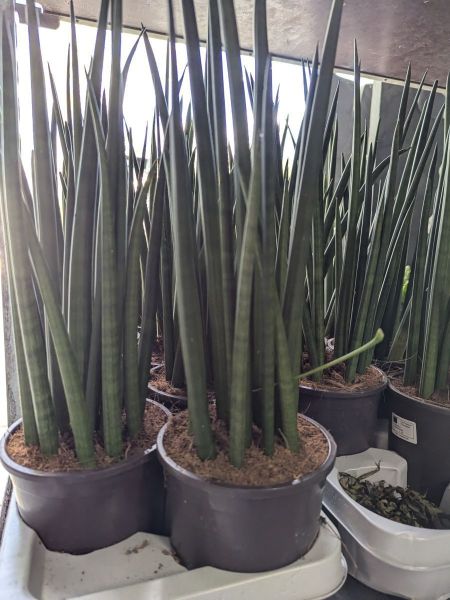 SANSEVERIA-STICK