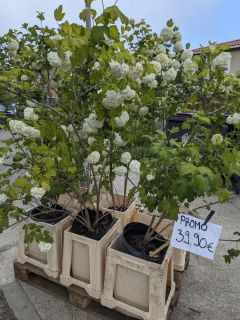 VIBURNUM-BOULE-DE-NEIGE