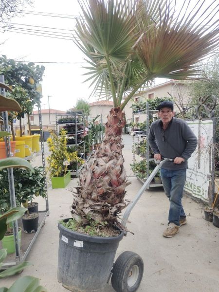 WASHINGTONIA