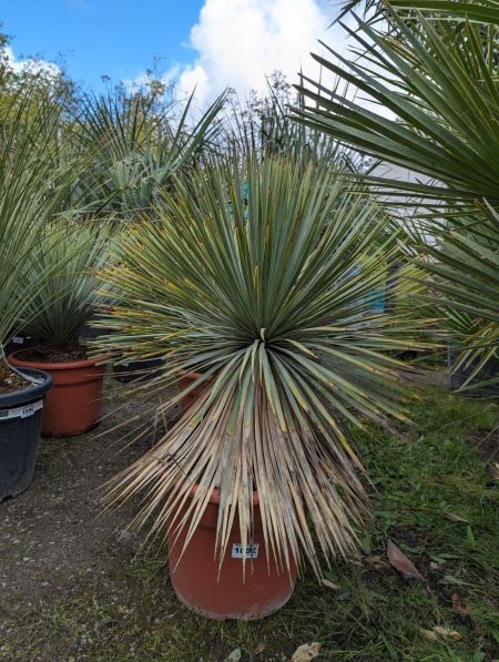 YUCCA-ROSTRATA-2