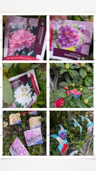 ARRIVAGE RHODODENDRON