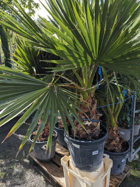 WASHINGTONIA ROBUSTA