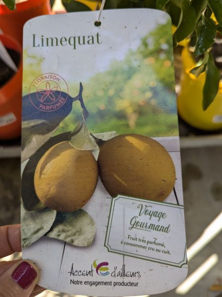 AGRUMES-LIMEQUAT