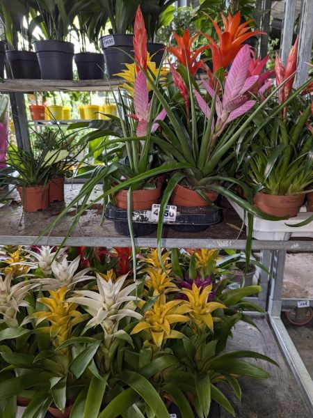 BROMELIA dans un pot céramique