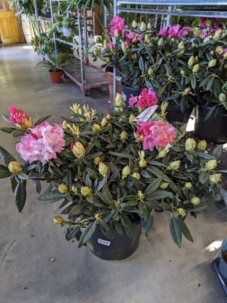 RHODODENDRON