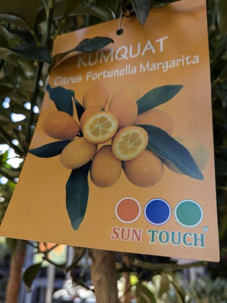 AGRUMES KUMQUAT