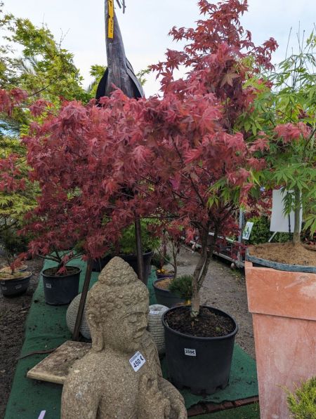 ACER-PALMATUM-2