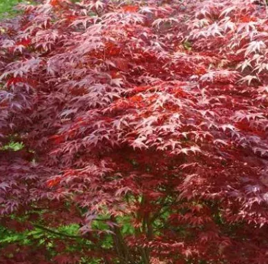 ACER-PALMATUM-ATROPURPUREUM