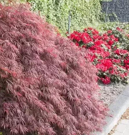 ACER-PALMATUM-DISSECTEUM-FIRECRACKER-1