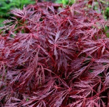 ACER-PALMATUM-DISSECTEUM-FIRECRACKER