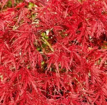 ACER-PALMATUM-DISSECTEUM-NIGRUM-1