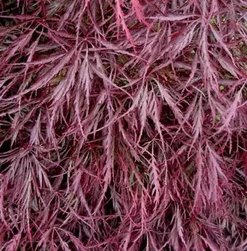 ACER-PALMATUM-DISSECTEUM-NIGRUM