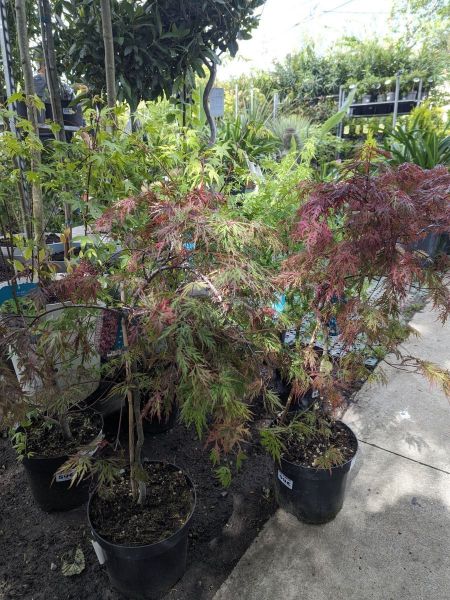 ACER-PALMATUM-DISSECTUM-49E