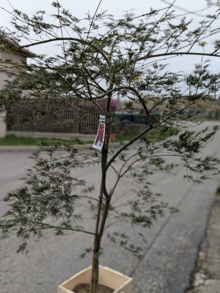 ACER-PALMATUM-EMERALD-LACE