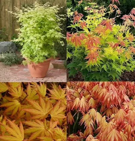 ACER-PALMATUM-ORANGE-DREAM