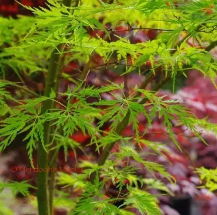 ACER-PALMATUM-SEIRYU-PRINTEMPS