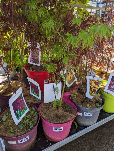 ACER-PALMATUM