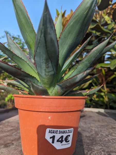 AGAVE-SHAKA-ZULU