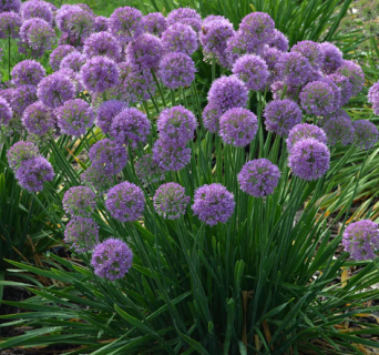 ALLIUM-MILLENIUM