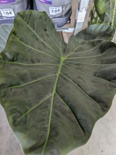 ALOCASIA-BLACK-SHIELD-1