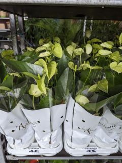 ANTHURIUM-4E