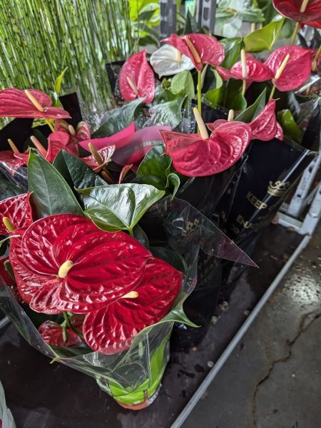 ANTHURIUM-EXXTRA