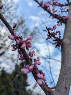 ARBRE-DE-JUDEE-CERCIS-SILEQUASTRUM-2