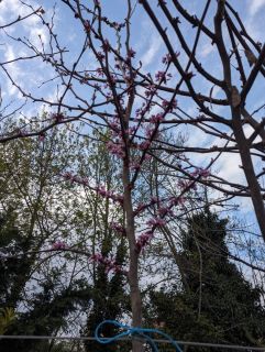 ARBRE-DE-JUDEE-CERCIS-SILEQUASTRUM-3