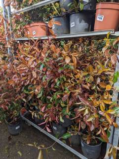 ARBUSTE-DE-HAIE-PHOTINIA-14E