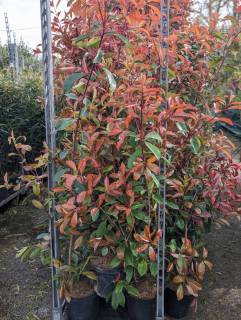 ARBUSTE-DE-HAIE-PHOTINIA-GRAND-16E50