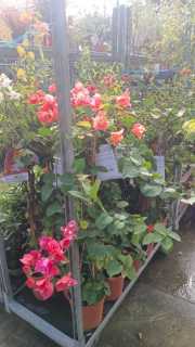 ARRIVAGE BOUGAINVILLIERS -50%