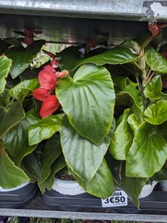 ARRIVAGE-FLEURI-BEGONIA-DRAGON