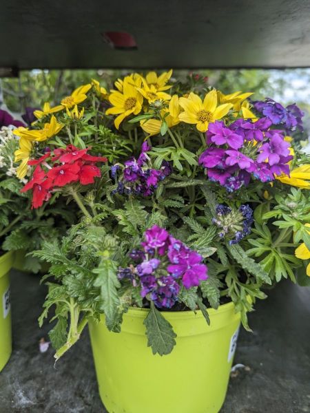 ARRIVAGE-FLEURI-COMPO
