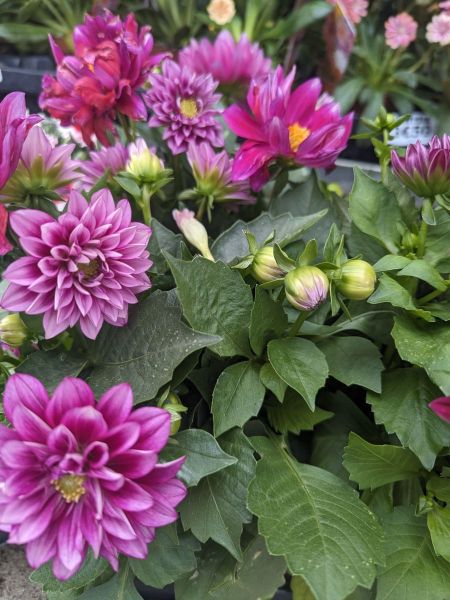 ARRIVAGE-FLEURI-DALHIA