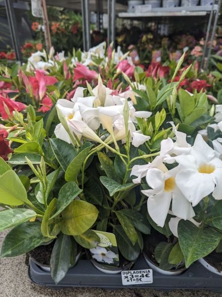 ARRIVAGE-FLEURI-DIPLADENIA