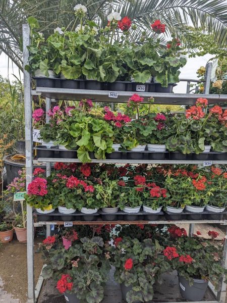 ARRIVAGE-FLEURI-GERANIUM