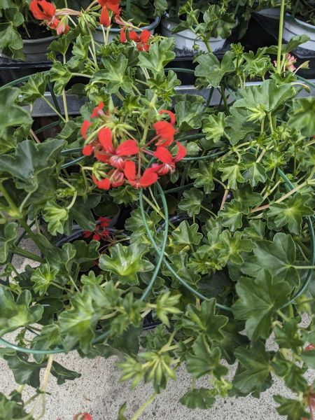 ARRIVAGE-FLEURI-LIERRE-DES-BALCONS