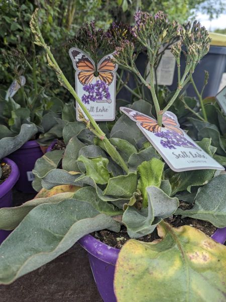 ARRIVAGE-FLEURI-LIMONIUM