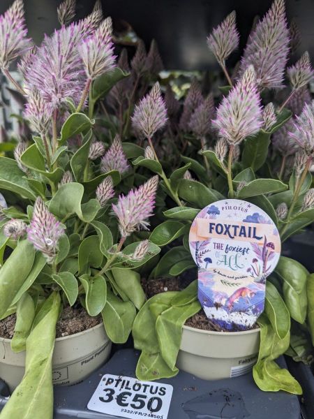 ARRIVAGE-FLEURI-PTILOTUS