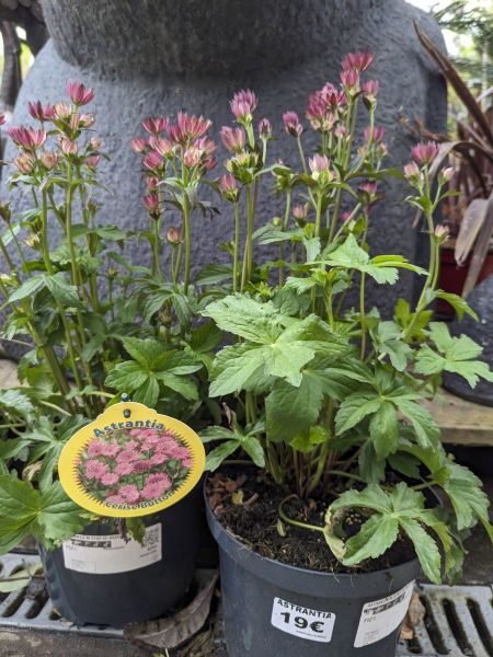 ASTRANTIA-1