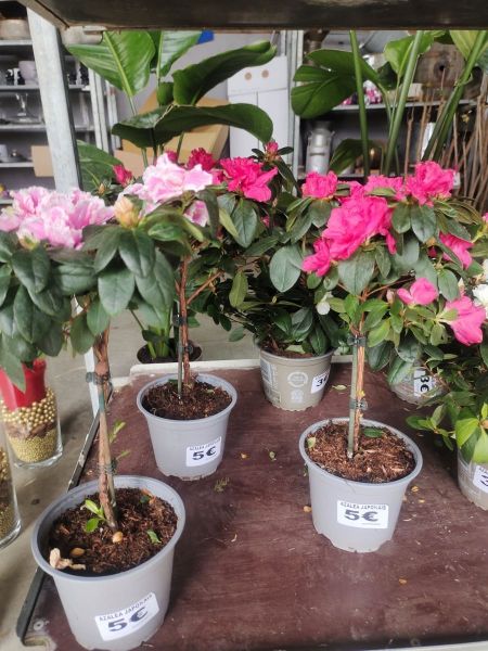 AZALEA-JAPONICA