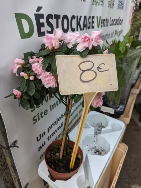 AZALEA-SUR-TIGE