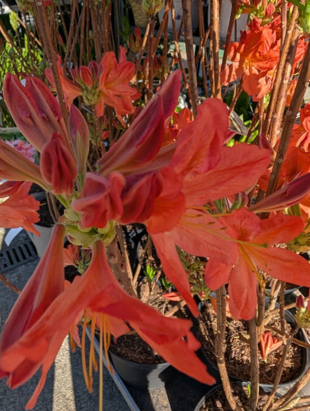 AZALEE-MOLLIS-RHODODENDRON-3