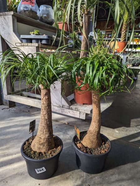 BEAUCARNEA