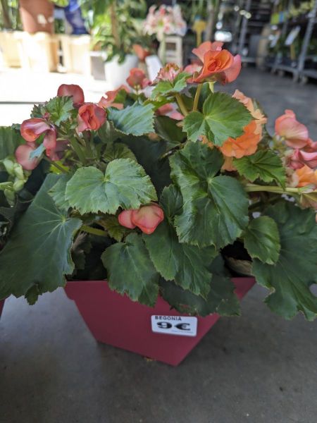 BEGONIA-DIVERSES-COULEURS